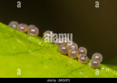 Eier der rot-gepunktete Schwalbenschwanz Schmetterling Stockfoto