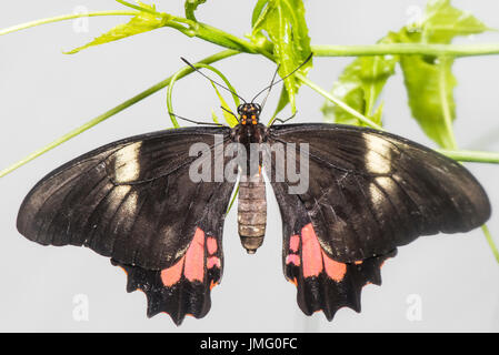 Ein erwachsener rot-gepunktete Schwalbenschwanz Schmetterling Stockfoto