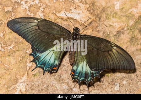 Ein erwachsener Androgeus Schwalbenschwanz Schmetterling Stockfoto