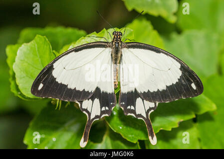 Ein erwachsener Spötter Schwalbenschwanz Schmetterling Stockfoto