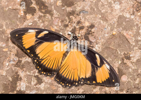 Ein erwachsener Spötter Schwalbenschwanz Schmetterling Stockfoto