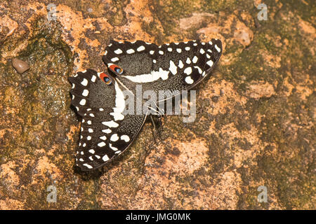 Weihnachten Schmetterling Stockfoto