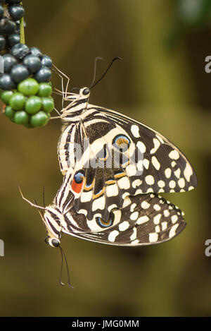 Weihnachten Schmetterling Stockfoto