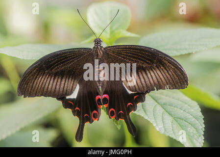 Ein erwachsener Rot Helen Schwalbenschwanz Schmetterling Stockfoto