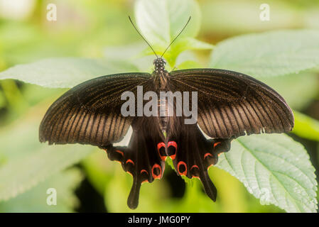 Ein erwachsener Rot Helen Schwalbenschwanz Schmetterling Stockfoto