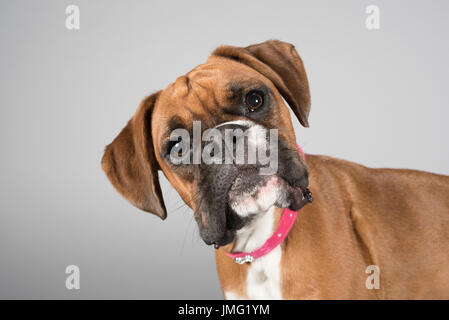 Porträt eines Welpen Boxerhundes in Großbritannien Stockfoto