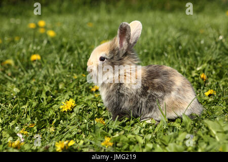 Zwerg Kaninchen. Jung, sitzen auf einer blühenden Wiese. Deutschland Stockfoto