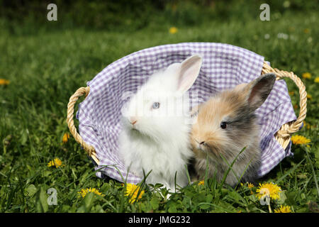 Zwerg Kaninchen. Paar junge sitzt in einem Korb auf einer blühenden Wiese. Deutschland Stockfoto