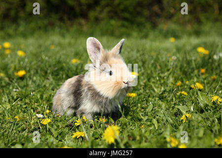 Zwerg Kaninchen. Jung, sitzen auf einer blühenden Wiese. Deutschland Stockfoto