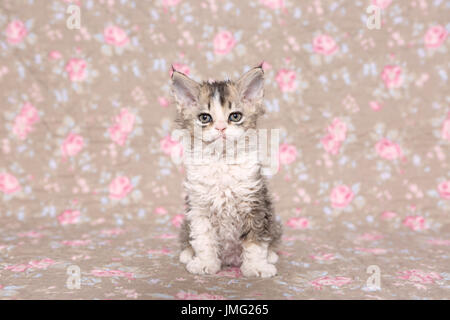 Selkirk Rex. Kätzchen (6 Wochen alt) sitzen. Studio Bild gegen ein florales Design Tapete gesehen. Deutschland Stockfoto