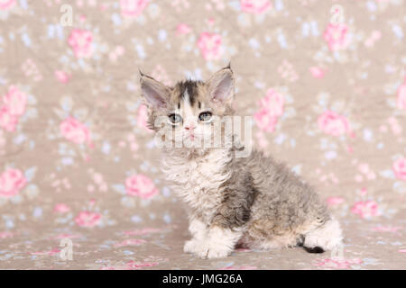 Selkirk Rex. Kätzchen (6 Wochen alt) sitzen. Studio Bild gegen ein florales Design Tapete gesehen. Deutschland Stockfoto