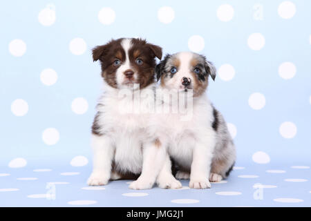 Australian Shepherd. Zwei Welpen (6 Wochen alt) sitzen. Studio Bild vor einem blauen Hintergrund mit weißen Tupfen. Deutschland Stockfoto