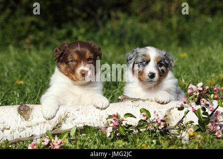 Australian Shepherd. Zwei Welpen (5 Wochen alt) hinter einer Birke Sitzung anmelden und blühenden Kirschbaum Zweigen. Deutschland Stockfoto