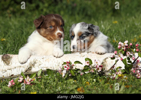 Australian Shepherd. Zwei Welpen (5 Wochen alt) hinter einer Birke Sitzung anmelden und blühenden Kirschbaum Zweigen. Deutschland Stockfoto