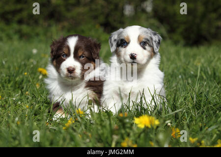 Australian Shepherd. Zwei Welpen (5 Wochen alt) im Gras sitzen. Deutschland Stockfoto