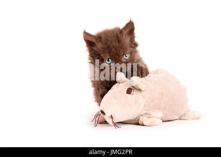 Selkirk Rex. Kätzchen (6 Wochen alt) mit Spielzeug-Maus. Studio Bild vor einem weißen Hintergrund. Deutschland Stockfoto