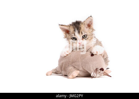 Selkirk Rex. Kätzchen (6 Wochen alt) mit Spielzeug-Maus. Studio Bild vor einem weißen Hintergrund. Deutschland Stockfoto