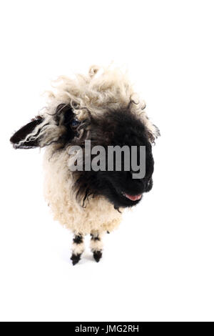 Walliser Schwarznasen Schafe. Lamm stehend während blöken. Studio Bild vor einem weißen Hintergrund. Deutschland Stockfoto