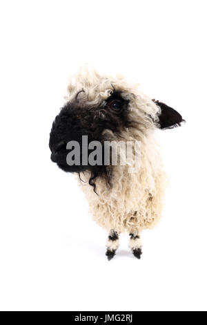 Walliser Schwarznasen Schafe. Lamm stehend. Studio Bild vor einem weißen Hintergrund. Deutschland Stockfoto