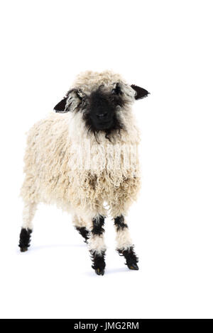 Walliser Schwarznasen Schafe. Lamm stehend. Studio Bild vor einem weißen Hintergrund. Deutschland