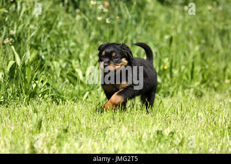 Rottweiler. Welpen (6 Wochen alt), die auf einer Wiese. Deutschland Stockfoto