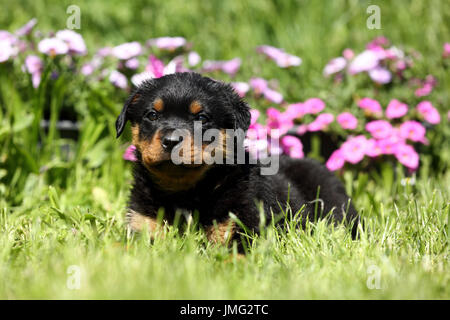 Rottweiler. Welpe (6 Wochen alt), die in einem blühenden Garten. Deutschland Stockfoto