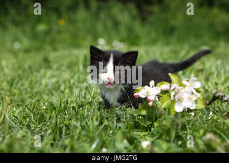 Hauskatze. Schwarz-weiß-Kätzchen (6 Wochen alt) stehen im Rasen neben Apfelblüten, miauen. Deutschland Stockfoto