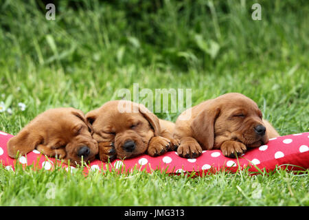 Labrador Retriever. Drei Welpen (6 Wochen alt) schläft auf einem roten Kissen mit weißen Tupfen. Deutschland Stockfoto