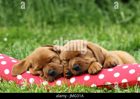 Labrador Retriever. Zwei Welpen (6 Wochen alt) schläft auf einem roten Kissen mit weißen Tupfen. Deutschland Stockfoto