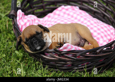 Französische Bulldogge. Welpen (6 Wochen alt) schläft in einem Korb. Deutschland Stockfoto