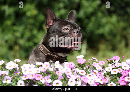 Französische Bulldogge. Erwachsener Hund hecheln, sitzt hinter blühenden Petunien. Deutschland Stockfoto