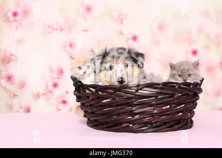 Selkirk Rex und amerikanische Collie. Paar (6 Wochen alt) Kätzchen und Welpen in einem Korb. Studio Bild gesehen vor einem hellen Hintergrund mit Kirsche Blumendruck. Deutschland Stockfoto
