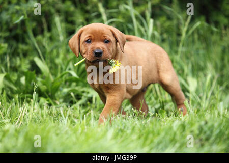 Labrador Retriever. Welpen (6 Wochen alt) Fuß auf einer Wiese, mit einer Blume Löwenzahn. Deutschland Stockfoto