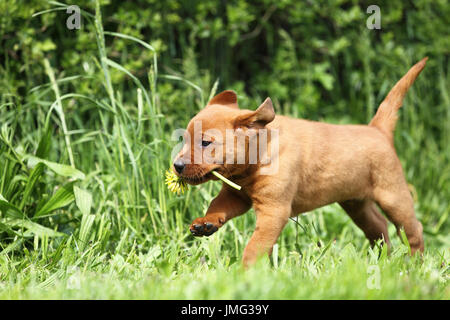 Labrador Retriever. Welpen (6 Wochen alt) läuft auf einer Wiese, mit einer Blume Löwenzahn. Deutschland Stockfoto