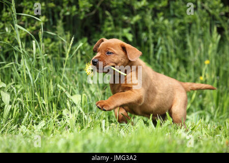 Labrador Retriever. Welpen (6 Wochen alt) läuft auf einer Wiese, mit einer Blume Löwenzahn. Deutschland Stockfoto