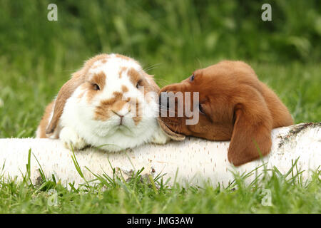 Labrador Retriever und Zwerg hängeohrigen Hase. Welpen (6 Wochen alt) schnüffeln an Kaninchen, liegend auf einem Baumstamm Birke. Deutschland Stockfoto