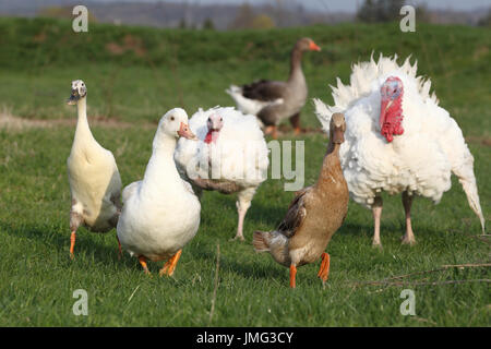 Geflügel (Indian Runner Duck, Barbarie-Ente, der Türkei und inländischen Gans) auf einer Wiese. Deutschland Stockfoto