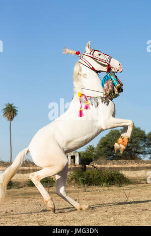 Marwari Pferde. Dominierende weiße Stute während eines traditionellen Pferd Tanzes Aufzucht. Rajasthan, Indien Stockfoto