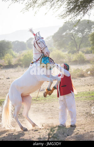 Marwari Pferde. Dominierende weiße Stute während eines traditionellen Pferd Tanzes Aufzucht. Rajasthan, Indien Stockfoto