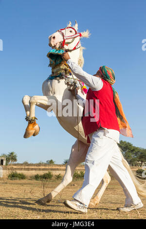 Marwari Pferde. Dominierende weiße Stute während eines traditionellen Pferd Tanzes Aufzucht. Rajasthan, Indien Stockfoto