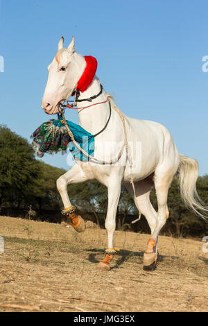 Marwari Pferde. Dominierende weiße Stute eine Piaffe während eines traditionellen Pferd Tanzes durchführen. Rajasthan, Indien Stockfoto