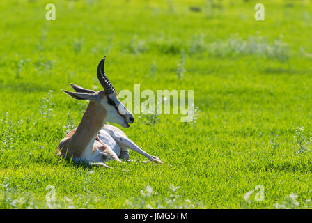 Springbock (Antidorcas Marsupialis), Männlich ruht. Während der Regenzeit im grünen Stockfoto