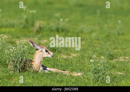 Springbock (Antidorcas Marsupialis), Neugeborenes Lamm ruht. Während der Regenzeit im grünen Stockfoto