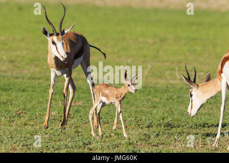 Springbock (Antidorcas Marsupialis) Neugeborenes Lamm zwischen zwei Mutterschafe. Während der Regenzeit im grünen Stockfoto