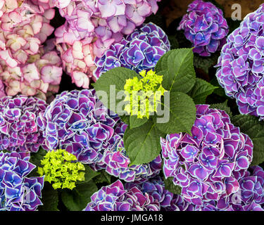 Berlin, Marzahn. Gärten der Welt Botanischer Garten, Gärten der Welt Stockfoto