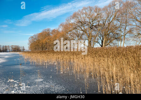 Winterlandschaft auf dem zugefrorenen See. Küste Rasen und die Bäume in Frost, Russland Stockfoto