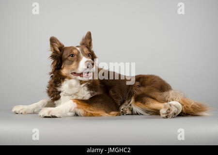 Reife weibliche Border Collie fotografiert in Großbritannien. Stockfoto