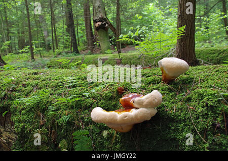 Moos und Shell Pilz Stockfoto