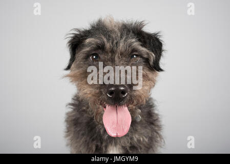 Porträt einer Patterdale Terrier in Großbritannien. Stockfoto