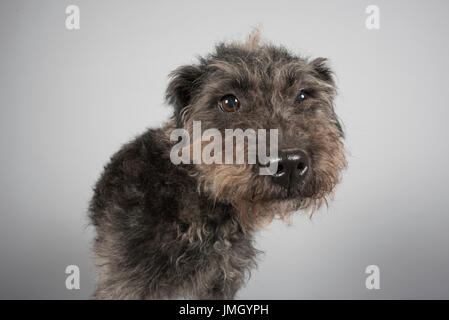 Porträt einer Patterdale Terrier in Großbritannien. Stockfoto